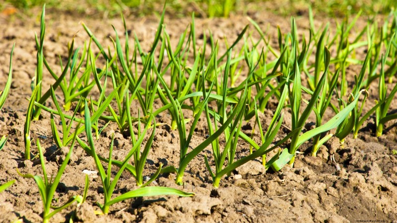Silver White Garlic: Planting, Growing & Care Guide | [Your Brand/Website]