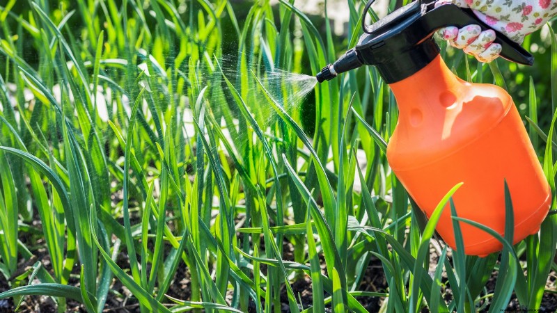 Silver White Garlic: Planting, Growing & Care Guide | [Your Brand/Website]