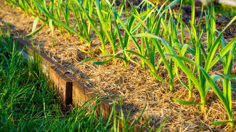Silver White Garlic: Planting, Growing & Care Guide | [Your Brand/Website]