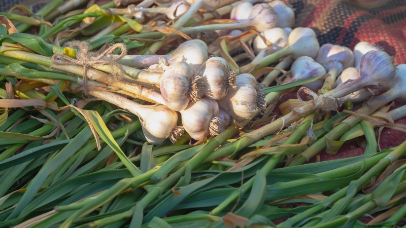 Silver White Garlic: Planting, Growing & Care Guide | [Your Brand/Website]