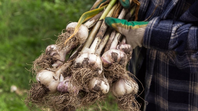 Silver White Garlic: Planting, Growing & Care Guide | [Your Brand/Website]