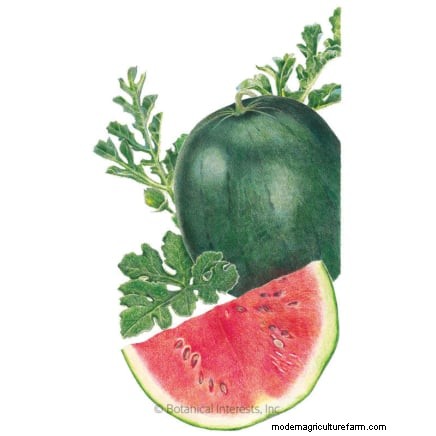 Growing Sugar Baby Watermelons: A Beginner s Guide