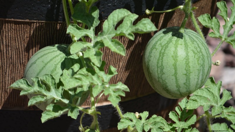 Growing Sugar Baby Watermelons: A Beginner s Guide