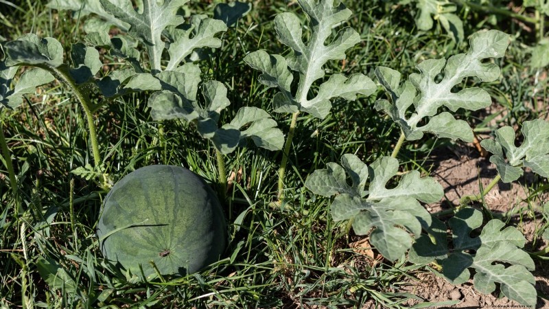 Growing Sugar Baby Watermelons: A Beginner s Guide