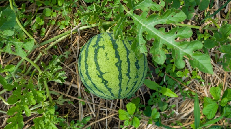 Growing Sugar Baby Watermelons: A Beginner s Guide
