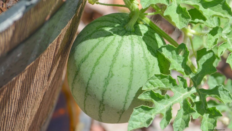 Growing Sugar Baby Watermelons: A Beginner s Guide