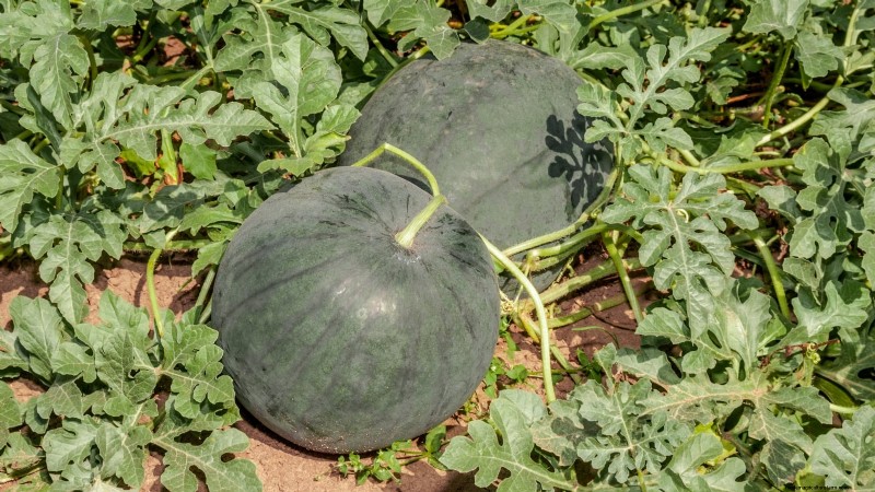Growing Sugar Baby Watermelons: A Beginner s Guide