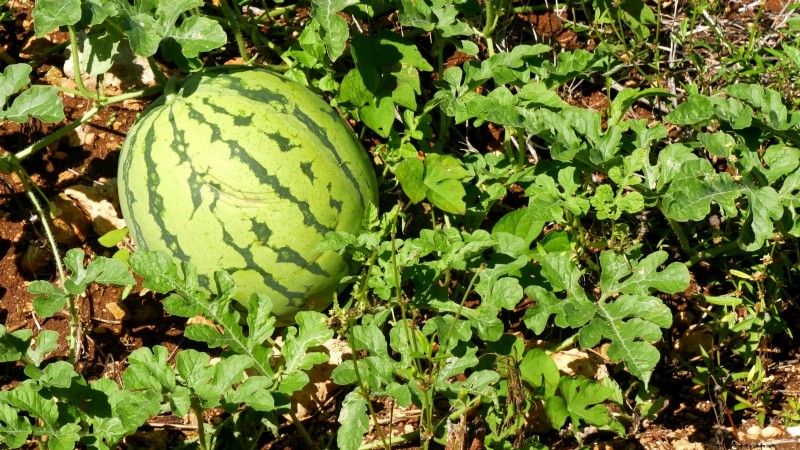 Growing Sugar Baby Watermelons: A Beginner s Guide