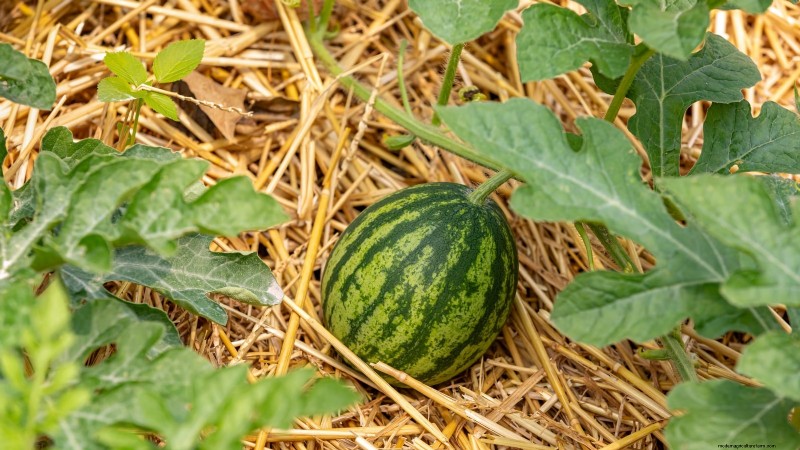 Growing Sugar Baby Watermelons: A Beginner s Guide