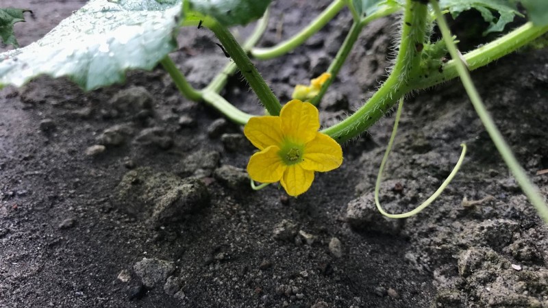 Growing Sugar Baby Watermelons: A Beginner s Guide