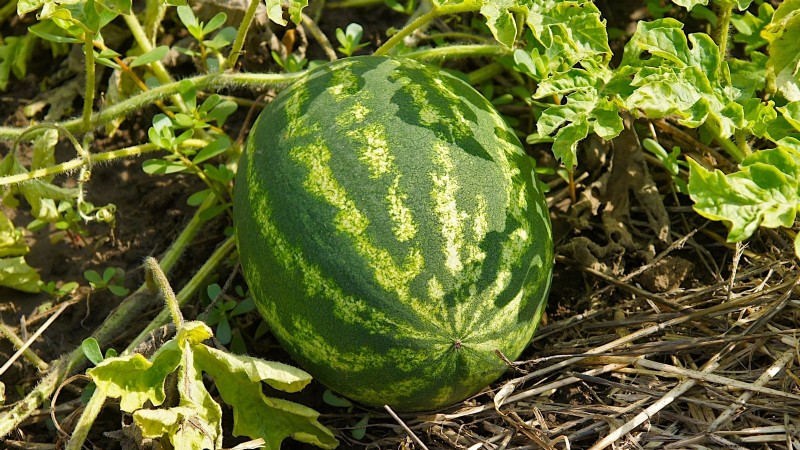 Growing Sugar Baby Watermelons: A Beginner s Guide