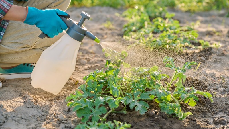 Growing Sugar Baby Watermelons: A Beginner s Guide