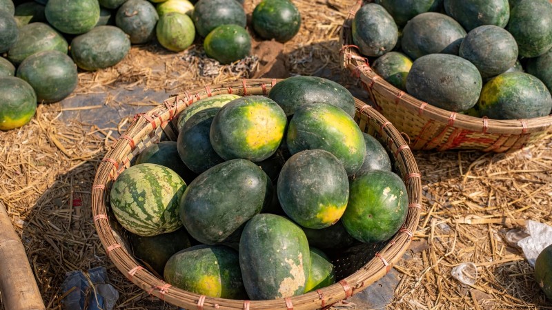 Growing Sugar Baby Watermelons: A Beginner s Guide