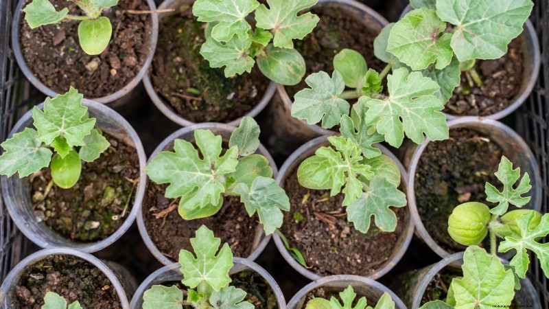 Growing Sugar Baby Watermelons: A Beginner s Guide
