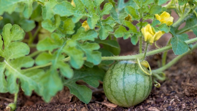 Growing Sugar Baby Watermelons: A Beginner s Guide