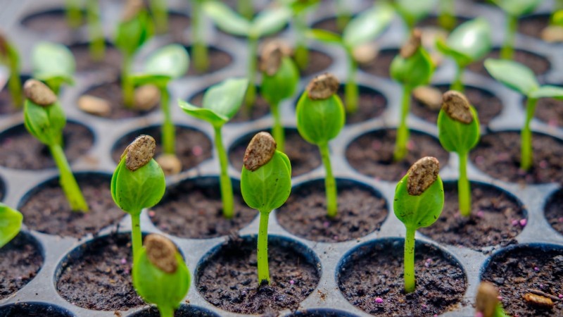 Growing Sugar Baby Watermelons: A Beginner s Guide