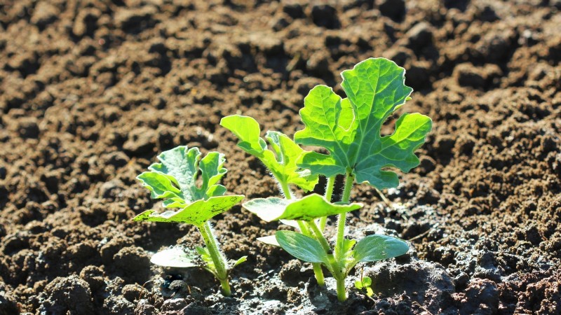 Growing Sugar Baby Watermelons: A Beginner s Guide