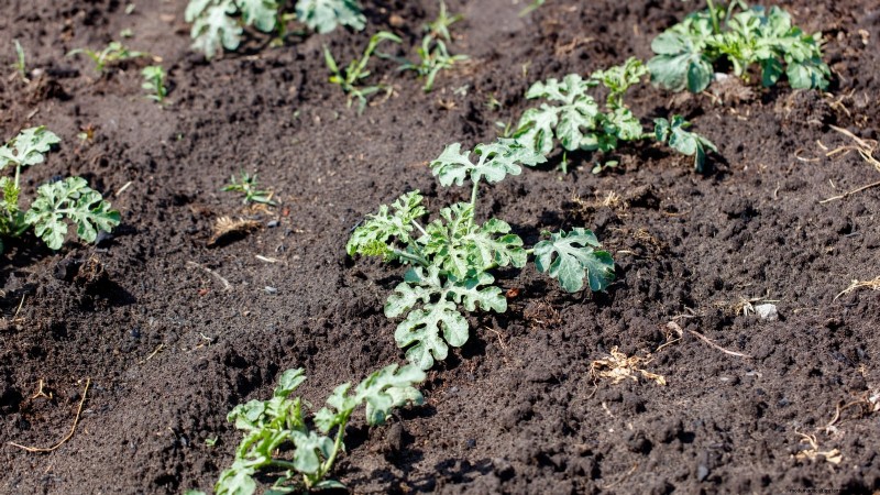 Growing Sugar Baby Watermelons: A Beginner s Guide