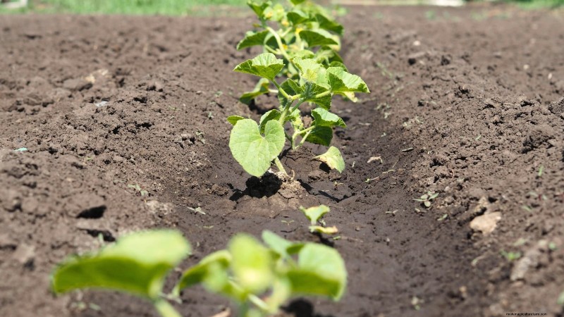 Growing Sugar Baby Watermelons: A Beginner s Guide