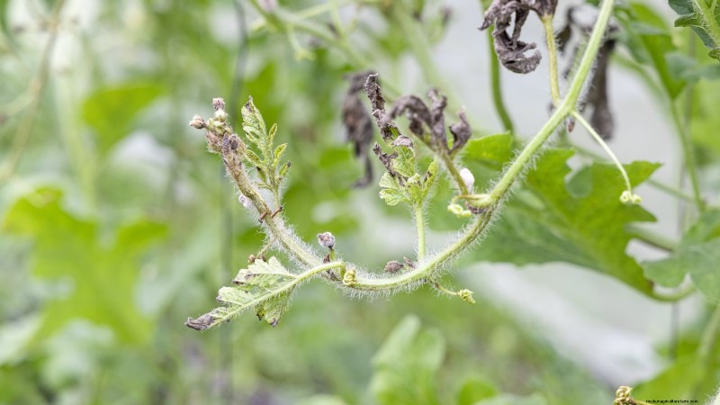 Growing Sugar Baby Watermelons: A Beginner s Guide
