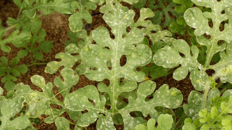 Growing Sugar Baby Watermelons: A Beginner s Guide