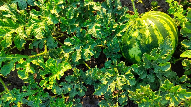 Growing Sugar Baby Watermelons: A Beginner s Guide