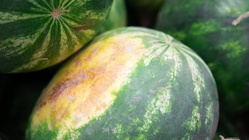 Growing Sugar Baby Watermelons: A Beginner s Guide
