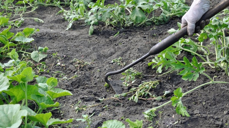 Growing Sugar Baby Watermelons: A Beginner s Guide