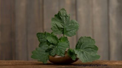 Patchouli: Planting, Growing & Care Guide for Fragrant Herb