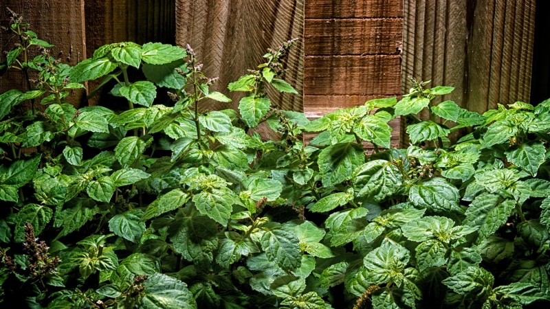 Patchouli: Planting, Growing & Care Guide for Fragrant Herb