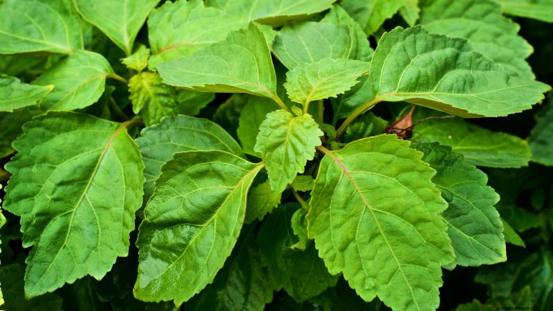 Patchouli: Planting, Growing & Care Guide for Fragrant Herb