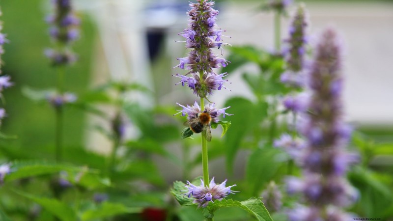 Patchouli: Planting, Growing & Care Guide for Fragrant Herb