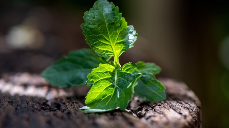 Patchouli: Planting, Growing & Care Guide for Fragrant Herb