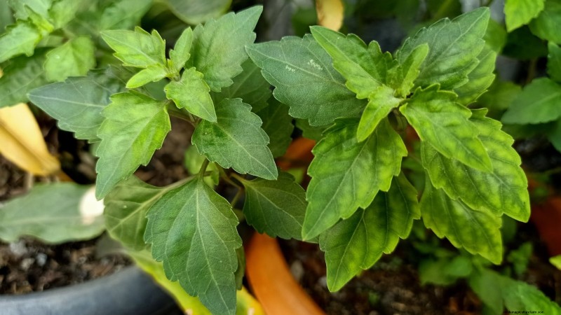 Patchouli: Planting, Growing & Care Guide for Fragrant Herb