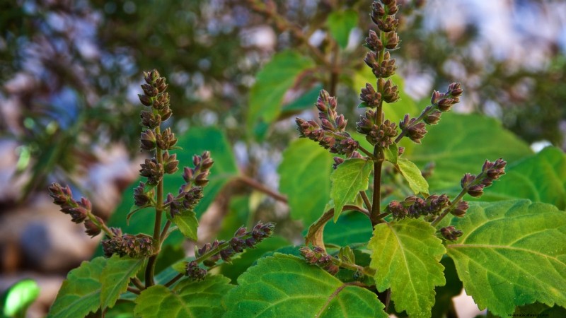 Patchouli: Planting, Growing & Care Guide for Fragrant Herb