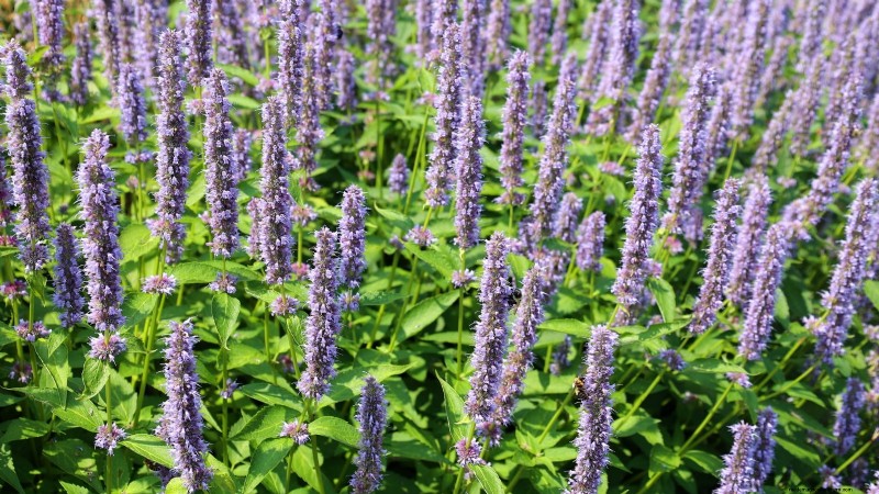 Patchouli: Planting, Growing & Care Guide for Fragrant Herb