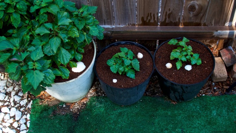 Patchouli: Planting, Growing & Care Guide for Fragrant Herb