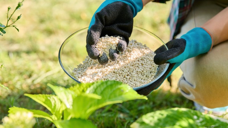 Patchouli: Planting, Growing & Care Guide for Fragrant Herb