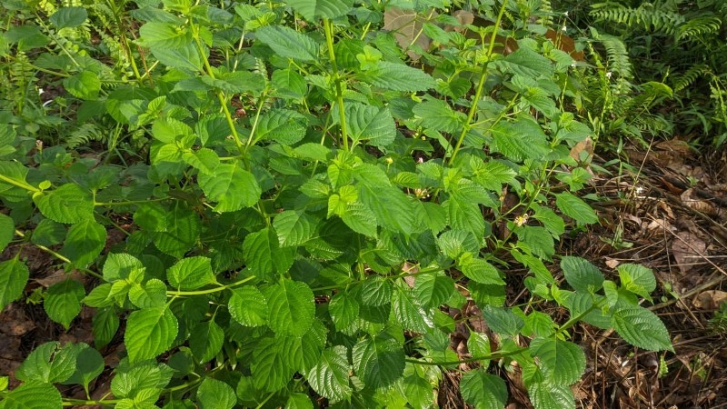 Patchouli: Planting, Growing & Care Guide for Fragrant Herb