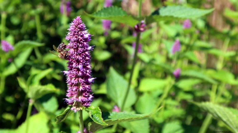 Patchouli: Planting, Growing & Care Guide for Fragrant Herb