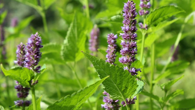 Patchouli: Planting, Growing & Care Guide for Fragrant Herb