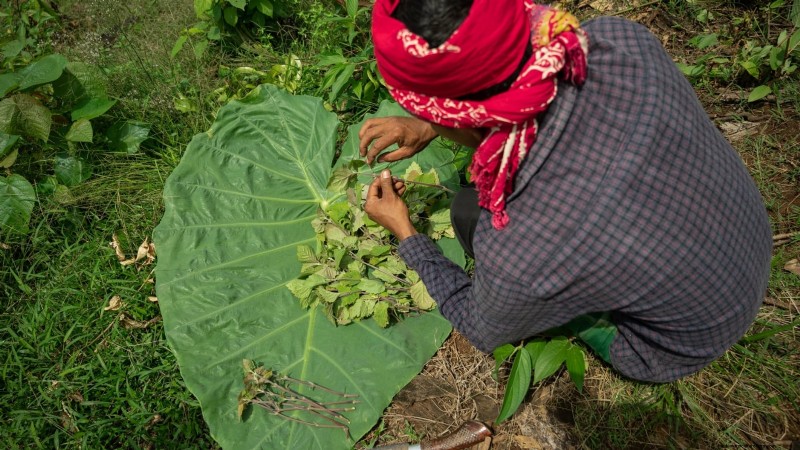 Patchouli: Planting, Growing & Care Guide for Fragrant Herb