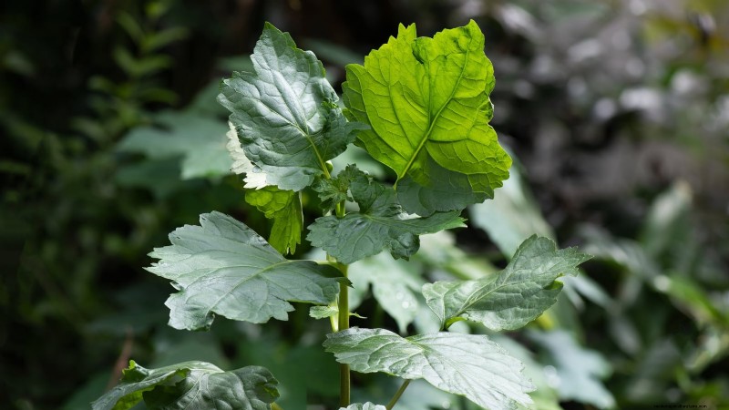 Patchouli: Planting, Growing & Care Guide for Fragrant Herb