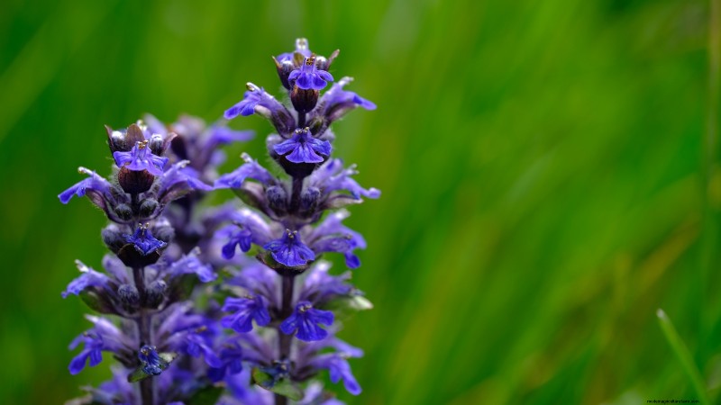 Patchouli: Planting, Growing & Care Guide for Fragrant Herb