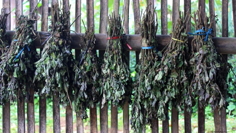 Patchouli: Planting, Growing & Care Guide for Fragrant Herb