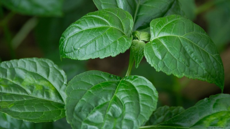 Patchouli: Planting, Growing & Care Guide for Fragrant Herb