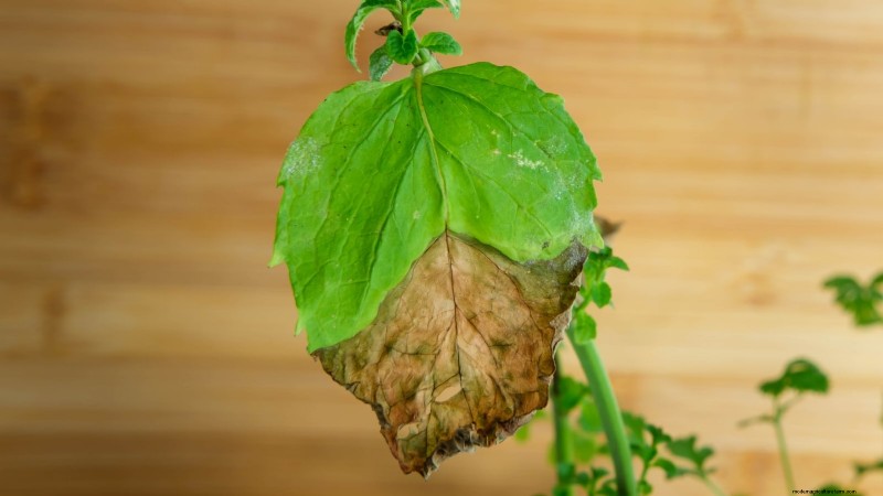 Patchouli: Planting, Growing & Care Guide for Fragrant Herb