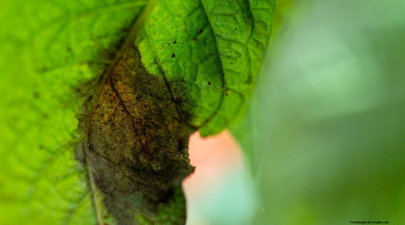 Patchouli: Planting, Growing & Care Guide for Fragrant Herb