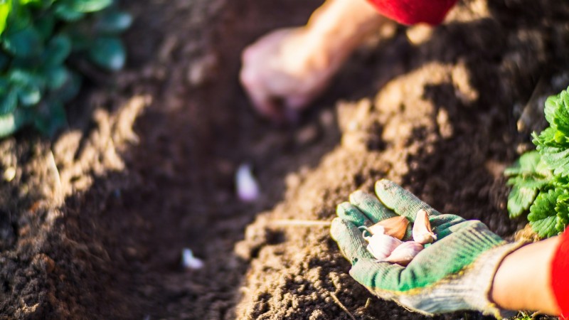 Choosing Quality Seed Garlic: A Guide for Growers