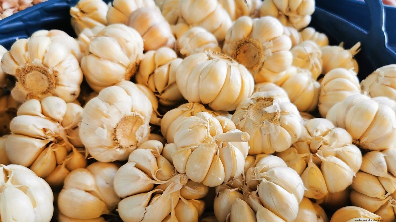 Choosing Quality Seed Garlic: A Guide for Growers